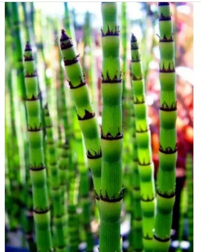 Horsetail equisetum pond - horsetail,