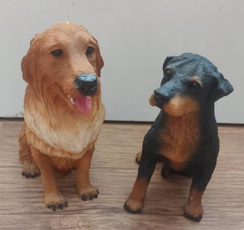 Golden retriever labrador - golden,