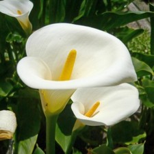 10 Calla Arum Lily - Lily of the nile 10 seeds by Pretty Wild Seeds
