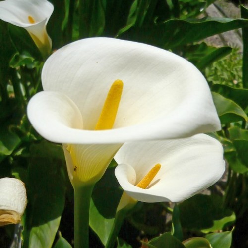 Calla arum lily of - -,