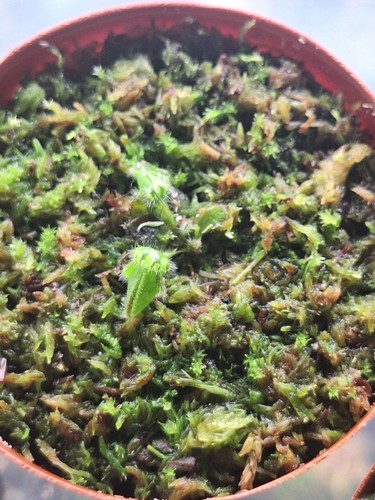 Cephalotus folicularis leaf - cephalotus,