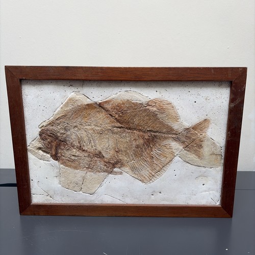 Large phareodus fish - 12.5",