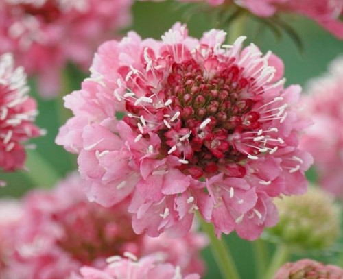 Stunning scabious scabiosa - stunning, scabious/scabiosa