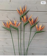 6x Bird Of Paradise Stems