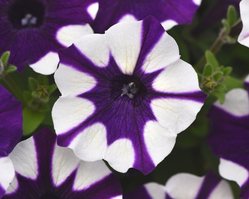Petunia daddy series seeds - 30,