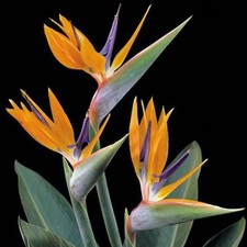 Suttons Strelitzia Bird of