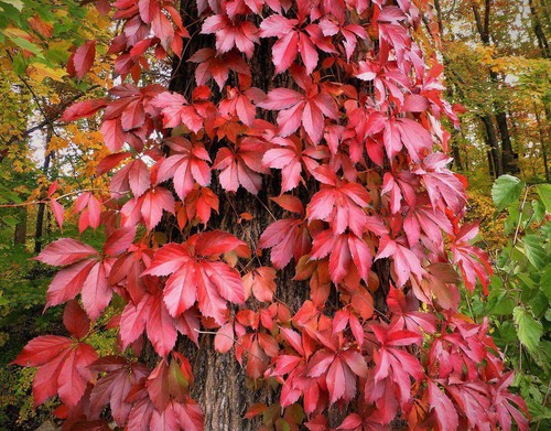 Virginia creeper seeds - virginia,