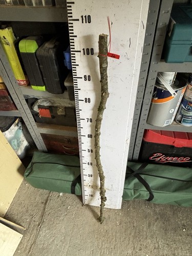 Apple walking stick shank - walking,