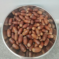 100 English Oak Acorns Freshly