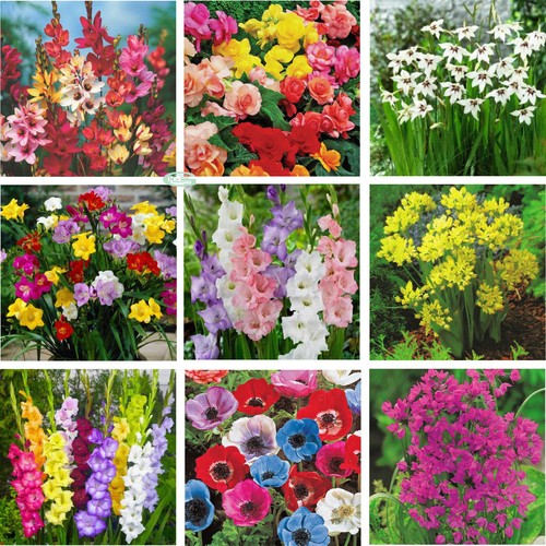 Garden flower anemone - garden,
