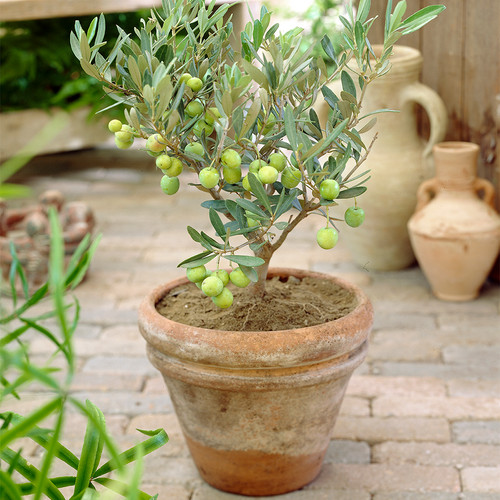 Olea europaea olive tree - tree,