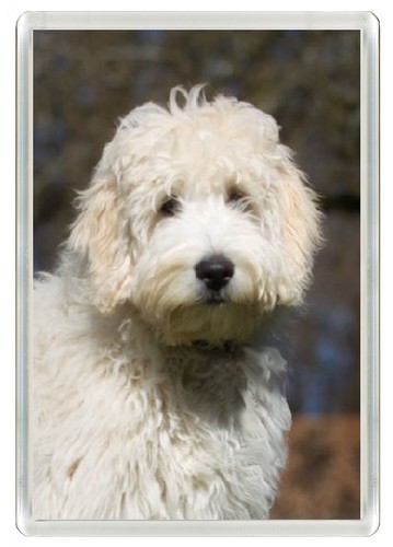 Labradoodle dog fridge magnet - labradoodle,
