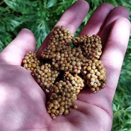 Osmocote exact plant food slow