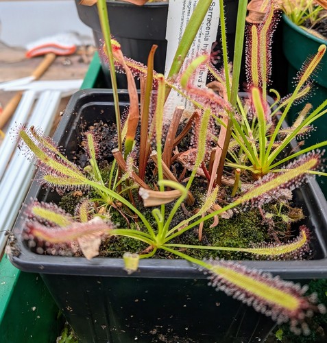 Cape sundew drosera - drosera, capensis