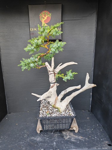 Tanuki needle juniper bonsai - tanuki,