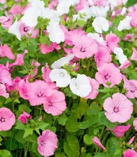 rose mallow lavatera trimestris -LARGE 5 Litre Pot - ESTABLISHED PERENNIAL PLANT