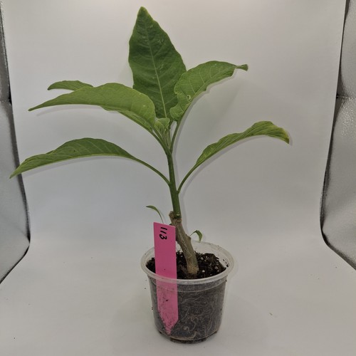 Brugmansia pink rooted nursery - brugmansia,