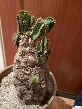 Euphorbia mlanjeana XXXL, giant caudex, 40cm/15" high, succulent, super rare