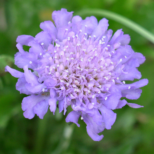 Scabiosa butterfly blue - scabiosa,
