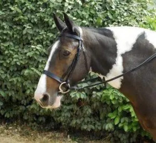 Windsor plain hunter bridle - windsor,