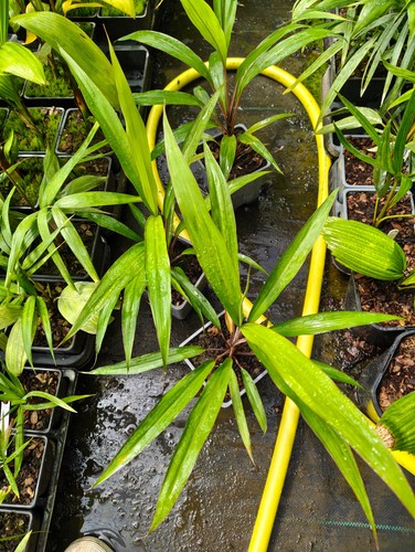 Cordyline neocaledonica 11 - neocaledonica,
