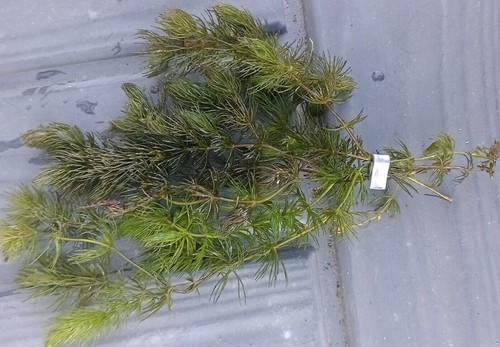 Hornwort ceratophyllum pond - ceratophyllum,