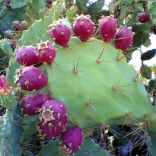 GROW YOUR OWN FRUIT Prickly Pear Cactus RARE SEEDS FIGS Cacti Edible opuntia