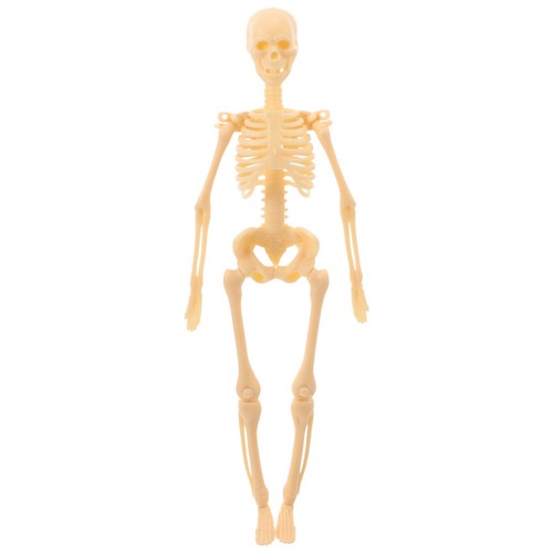 Skeleton model human body - model,