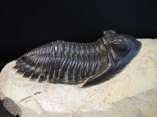 Grade hollardops trilobite - hollardops,