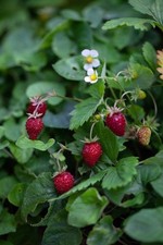 Wild Alpine Strawberry – 3