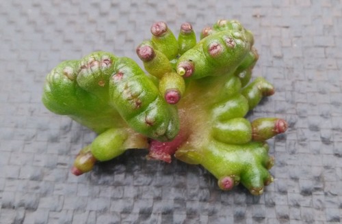 Variegated monstruosa - variegated,