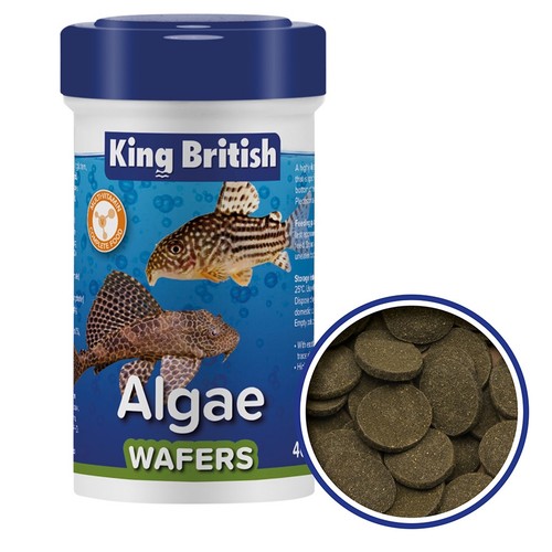 King british tropical fish - king,