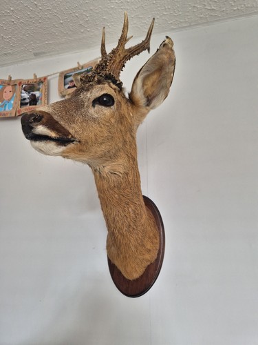 Taxidermy roe deer - taxidermy, stag