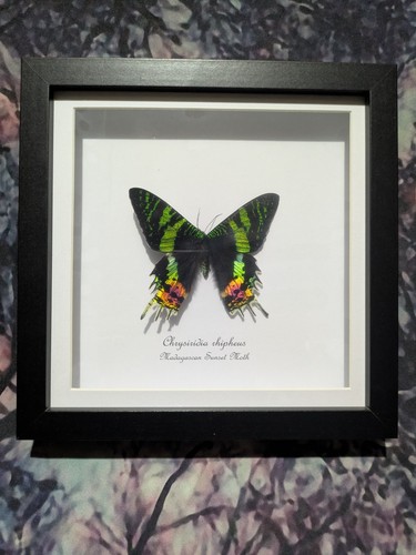 Madagascan sunset moth recto - sunset,