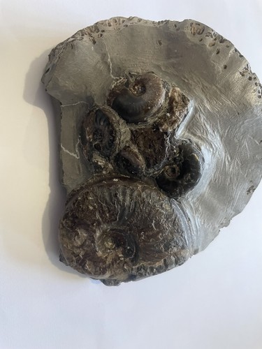 Eleganticeras ammonite multi - eleganticeras,