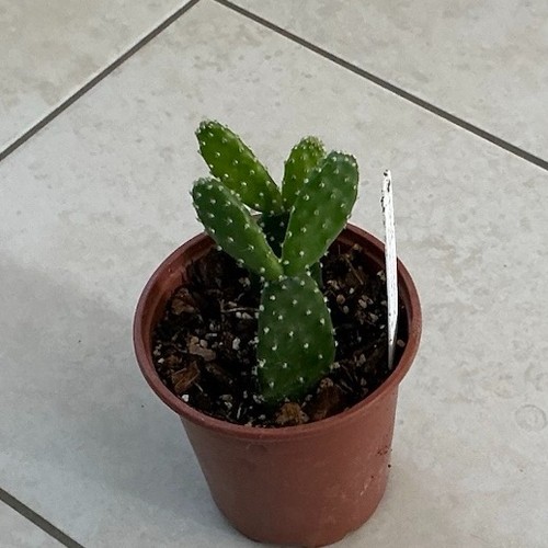 Opuntia quitensis red - opuntia,