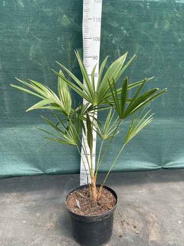 Trachycarpus nujiang aka - trachycarpus, (aka