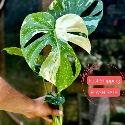 Monstera thai constellation - monstera,