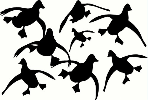 Ducks flying vehicle - flying,