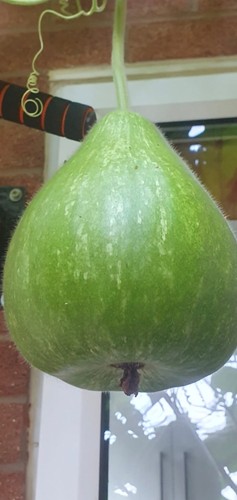 Bangladeshi lau khodu pani - khodu,