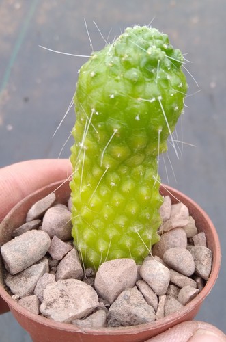 Cactus cutting - ,,