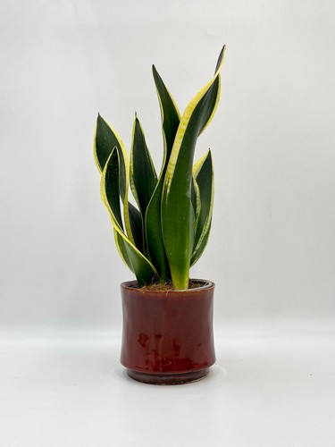 Sansevieria black gold snake - sansevieria,