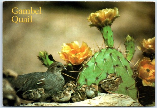 Postcard gambel quail - gambel,
