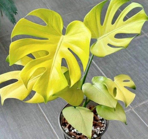Monstera lemon lime - lemon,