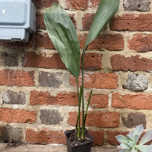 Aspidistra elatior housplant - aspidistra,
