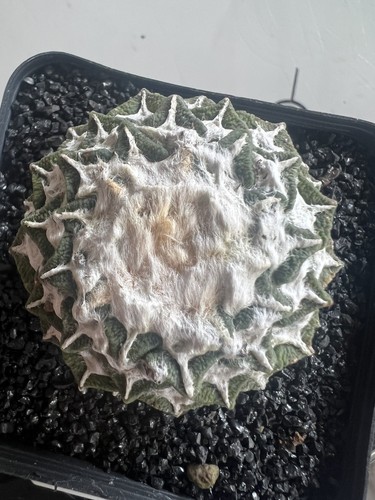 Ownroot ariocarpus - ownroot,