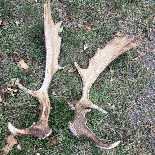 Pair fallow antlers - of,