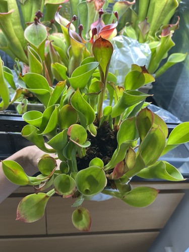 Heliamphora heterodoxa minor - heliamphora, x