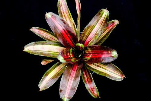 Bromeliad neoregelia kahala - neoregelia, "kahala