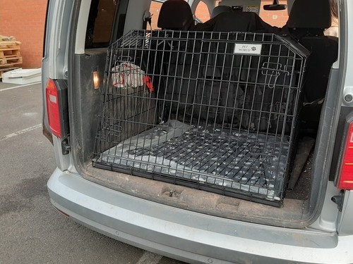 Sloping dog pet puppy - dog, travel